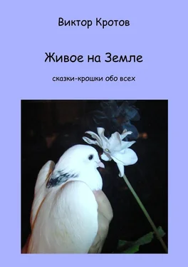 Виктор Кротов Живое на Земле. Сказки-крошки обо всех обложка книги