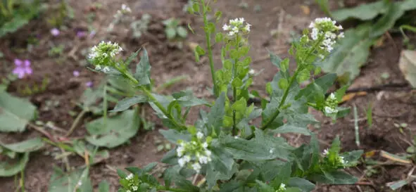 Примерно в то же время в 40 50 годах 20 века в качестве масличного растения - фото 15