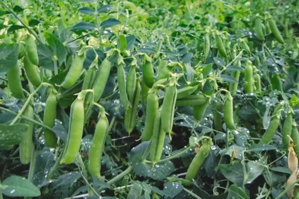 Горох Да нет Собственно турки сельджуки впервые появились на территории - фото 16