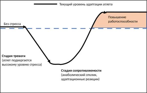 рост капиллярной сети тренировка сердца тренировка дыхательной системы - фото 3