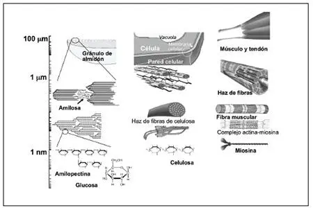 FIGURA 21 Estructuras jerárquicas que dan origen a los gránulos de almidón - фото 3