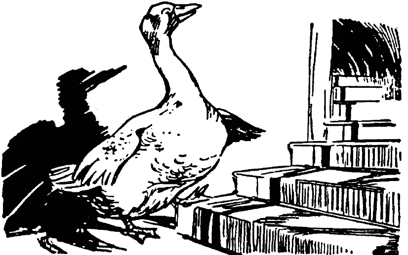 33 Grey goose and gander Grey goose and gander Waft your wings - фото 5