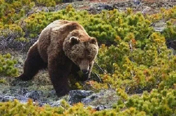 2 ВТОРАЯ ВСТРЕЧА Вторая встреча была не столь спокойна скорее тревожна - фото 3