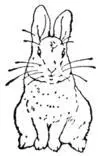 Сказка о кролике Питере Жилибыли четыре крольчонка Звали их Флопси Мопси - фото 1
