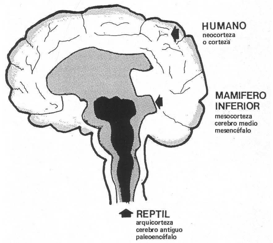 Los tres cerebros según la teoría de McLeanFuente Energía Radiante Padre - фото 8