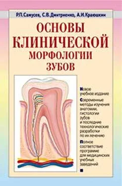 Сергей Дмитриенко Основы клинической морфологии зубов: учебное пособие обложка книги