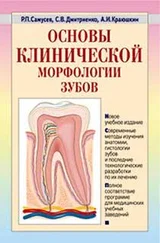 Сергей Дмитриенко - Основы клинической морфологии зубов - учебное пособие