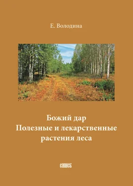 Е. Володина Божий дар. Полезные и лекарственные растения леса обложка книги