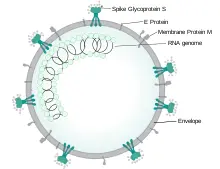 ILLUSTRACIÓ DE SARSRCOV virió Síndrome respiratori agut sever coronavirus 2 - фото 14