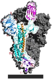 SARSCOV2 SPIKE HOMOTRIMER mit einer proteinUntereinheit hervorgehoben die - фото 9