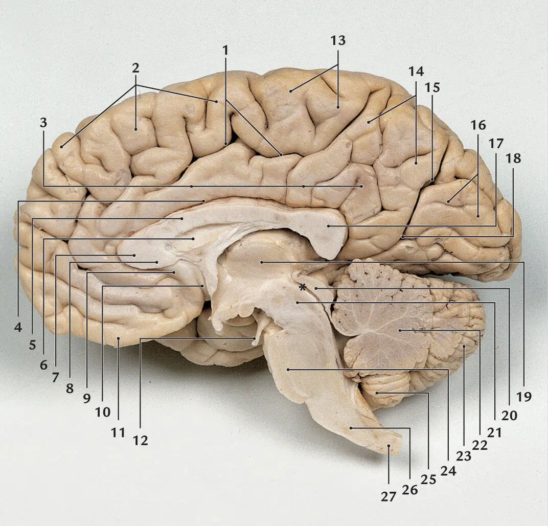 Abb 26 Mediosagittal halbiertes Gehirn Alle Hirnhäute entfernt Hirnnerven - фото 20