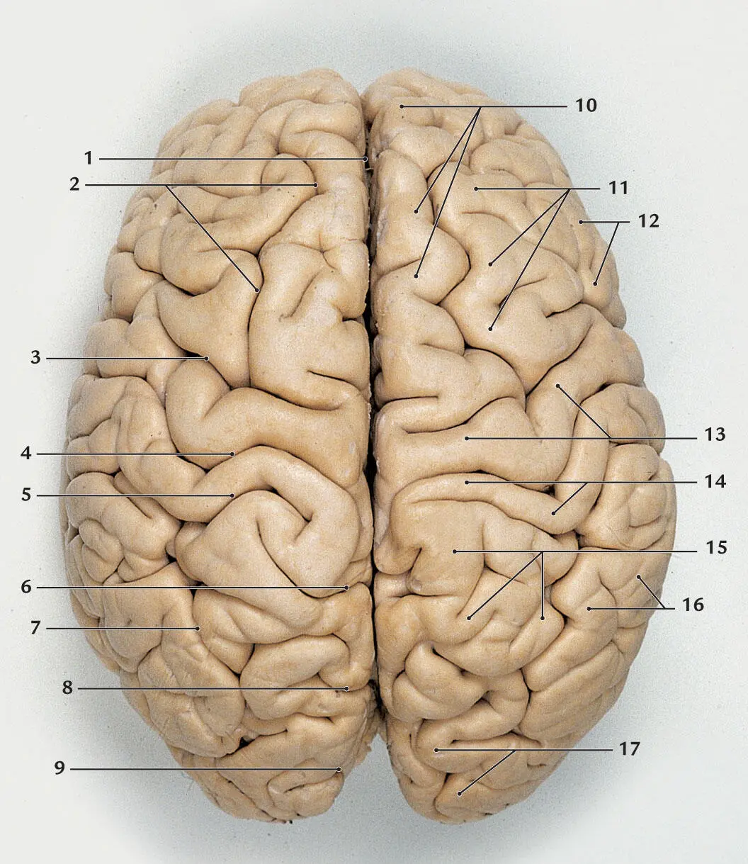 Abb 24 Gehirn von oben Gehirn aus dem Schädel entnommen alle Hirnhäute - фото 18