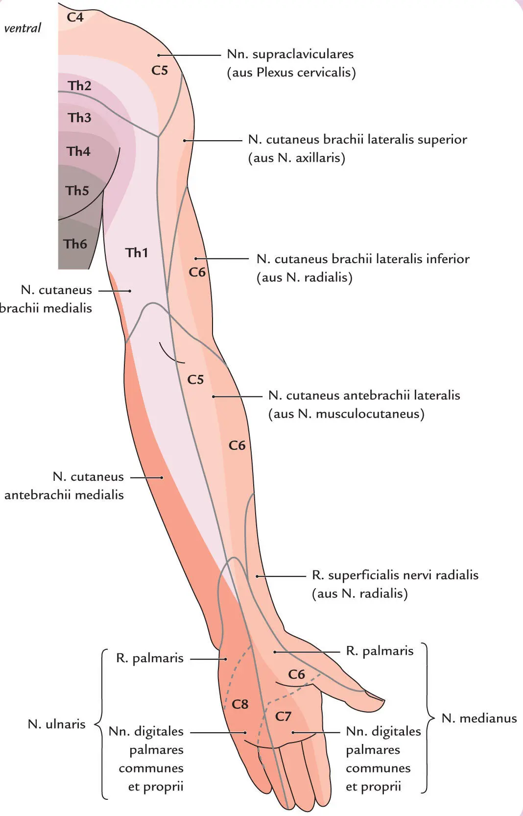 Abb 311 Während die segmentale Innervation im Bereich des Rumpfes einfach - фото 29