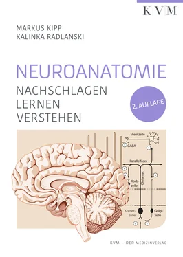 Markus Kipp Neuroanatomie обложка книги