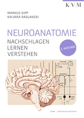 Markus Kipp - Neuroanatomie