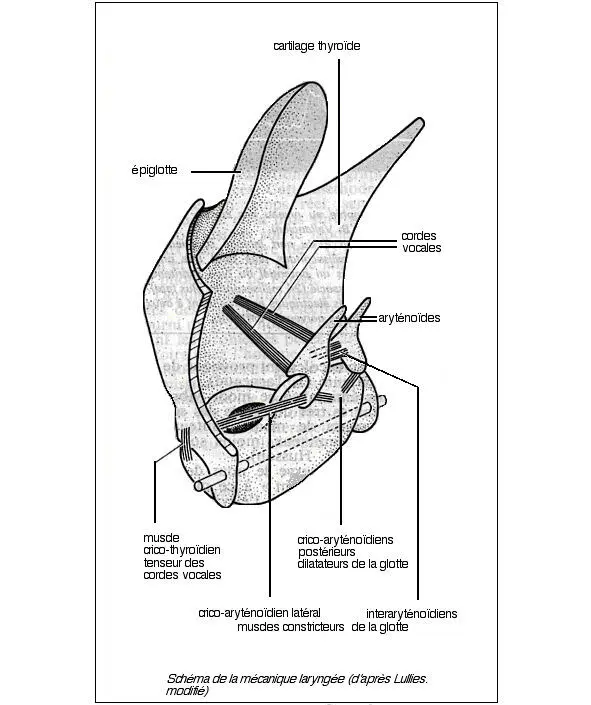 Эпиглот épiglotte или надгортанник наверху тироидный cartilage thyroïde - фото 1
