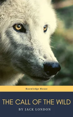 Knowledge house The Call of the Wild: The Original Classic Novel обложка книги