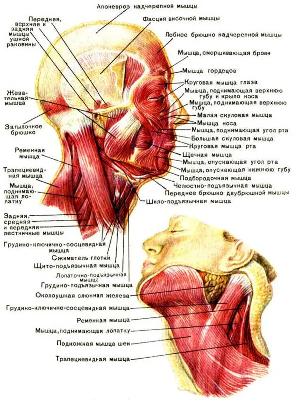 Рис9 Мышцы лица и шеи Двустороннее сокращение мышцы удерживает голову в - фото 15