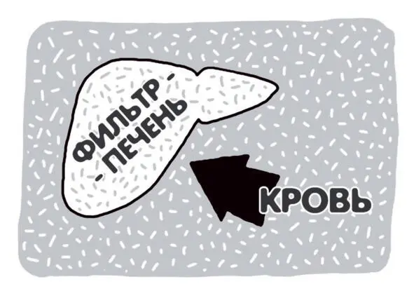 Приток крови в печень Где найти слабое место этой болезни и разомкнуть цепь - фото 17