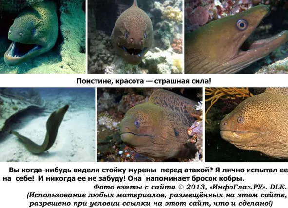 По поводу ядовитости мурены существует много разных версий Многие люди - фото 35