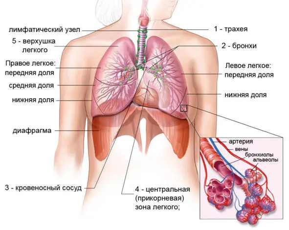 Дыхательные пути ловят большинство микробов в слизи которая выстилает трахею - фото 11
