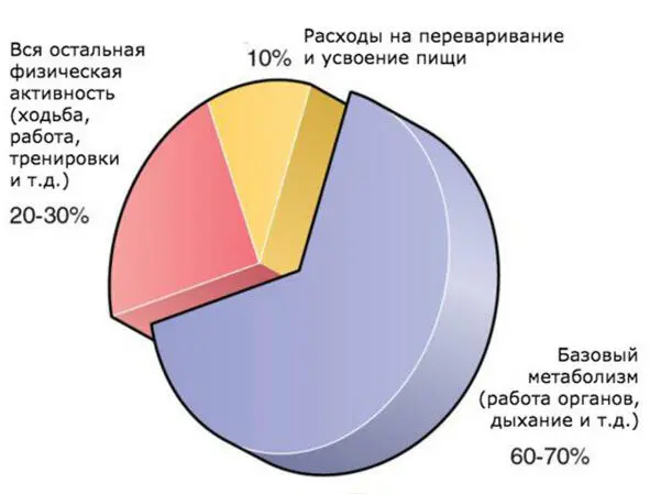 Это примерные пропорции но они не сильно отличаются у разных людей Впрочем и - фото 5