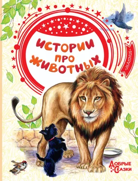 Лев Толстой Истории про животных обложка книги