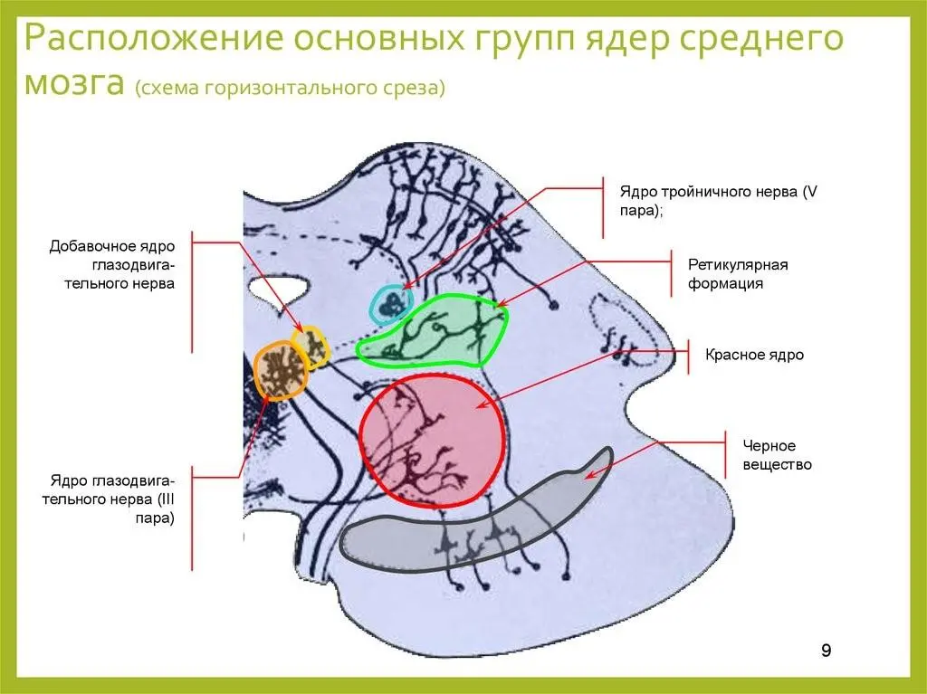 Рис 10 Расположение красного ядра выделено красным цветом рисунок из - фото 11
