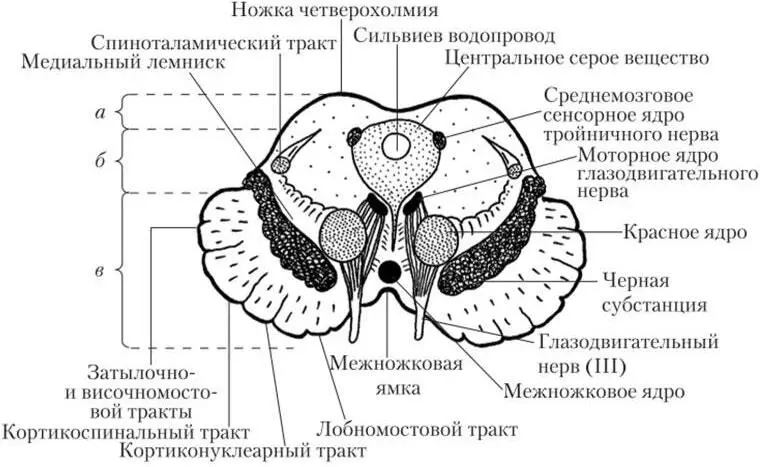 Рис 5 Общее строение среднего мозга поперечный срез рисунок из интернета - фото 6