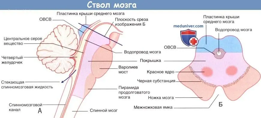 Рис 7 Общая схема ствола и среднего мозга рисунок из интернета Передняя - фото 8