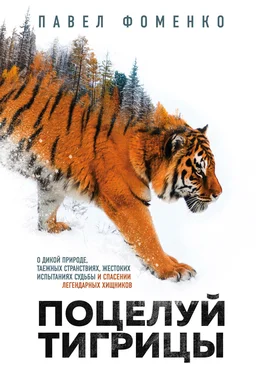 Павел Фоменко Поцелуй тигрицы. О дикой природе, таежных странствиях, жестоких испытаниях судьбы и спасении легендарных хищников обложка книги