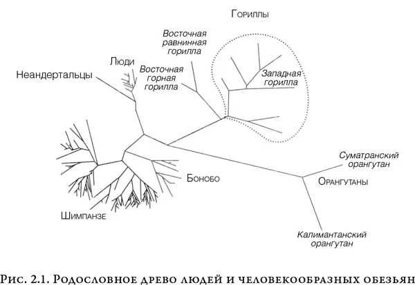 Рисунок показывает происхождение расширенной семьи приматов включающей - фото 1