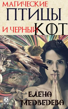 Елена Медведева Магические птицы и чёрный кот обложка книги