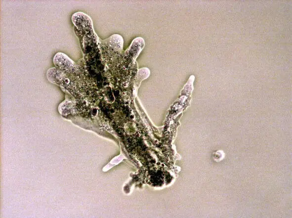 Крупная амеба amoeba proteus 08 мм в воде Признанная героиня болезни - фото 15