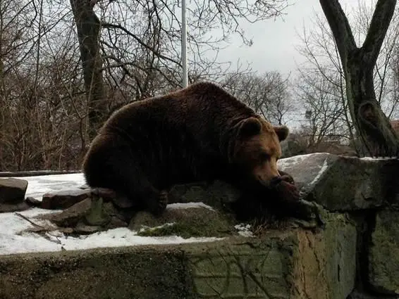 Бер Методы предосторожности Белохвостый орлан Си - фото 39