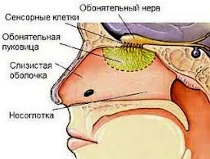 рис 1 Схема расположения обонятельной луковицы Получается что наряду с - фото 1