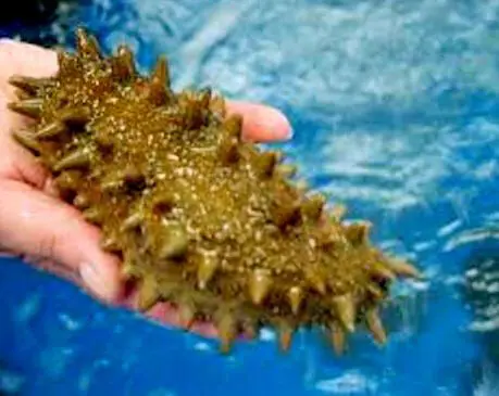 рис 4 Голотурия или морской огурец Parastichopus californicus И тем не - фото 4