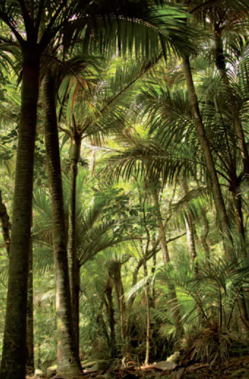 wwwfotoliade whytekiwi Grünes Paradies Waitakere Ranges Regional Parkland - фото 164