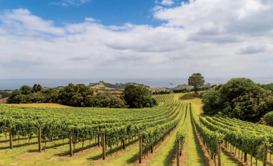wwwfotoliade anastasiaras Auf Waiheke Island wird hervorragender Wein - фото 134
