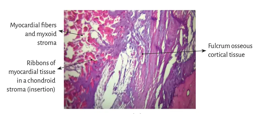 Figure 133 Myocardial insertion in the cardiac fulcrum Bovine heart Figure - фото 16