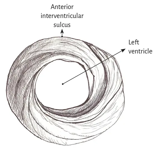 Figure 16 Spiral arrangement of apical muscle layers In the left ventricular - фото 3