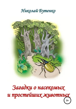 Николай Бутенко Загадки о насекомых и простейших животных обложка книги