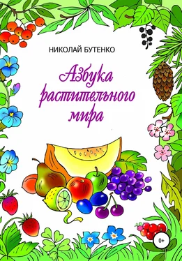 Николай Бутенко Азбука растительного мира обложка книги