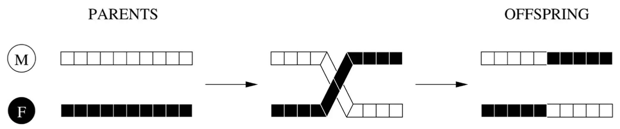 A genetic algorithm works by mimicking this process In each generation it - фото 13