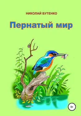 Николай Бутенко Пернатый мир обложка книги