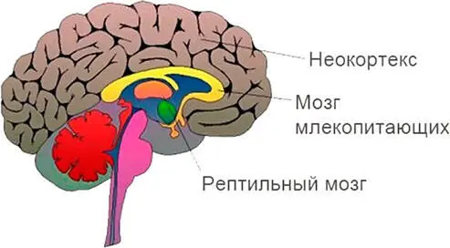 У человека три мозга имеетсямозг млекопитающих мозг рептилий и человеческий - фото 12