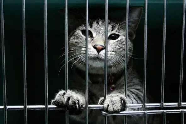 В средние века немало животных за плохое поведение мотало срок Но все же - фото 3