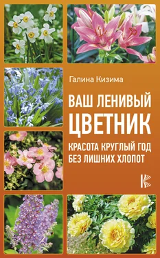 Галина Кизима Ваш ленивый цветник. Красота круглый год без лишних хлопот обложка книги