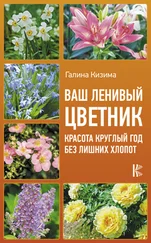 Галина Кизима - Ваш ленивый цветник. Красота круглый год без лишних хлопот