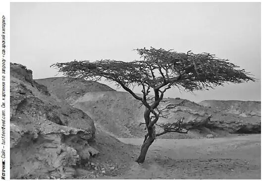 Сахарский кипарис Эти особенные растения достигают в высоту 1030 м и имеют - фото 138